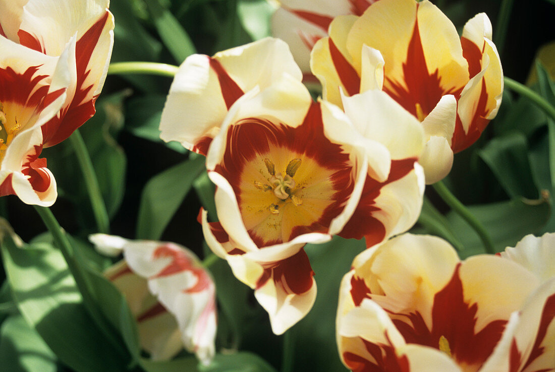 Tulip 'World Expression'