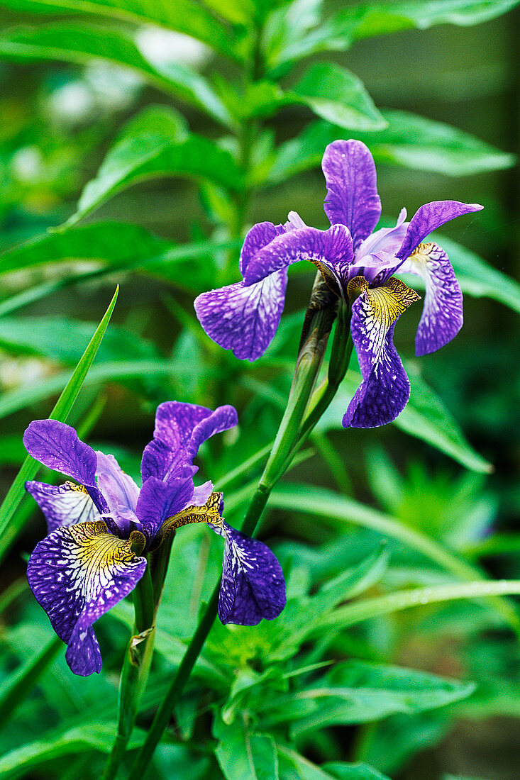 Siberian iris (Iris 'Nottingham Lace')