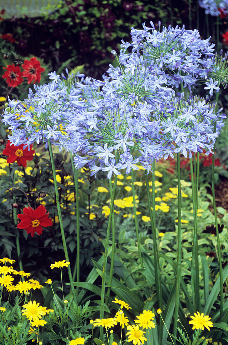 African blue lily (Agapanthus africanus)