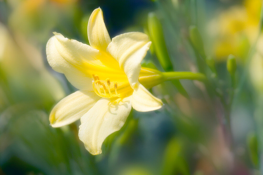 Day lily (Hemerocallis sp.)