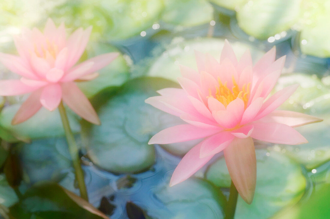 Water lily (Nymphaea 'Colorado')