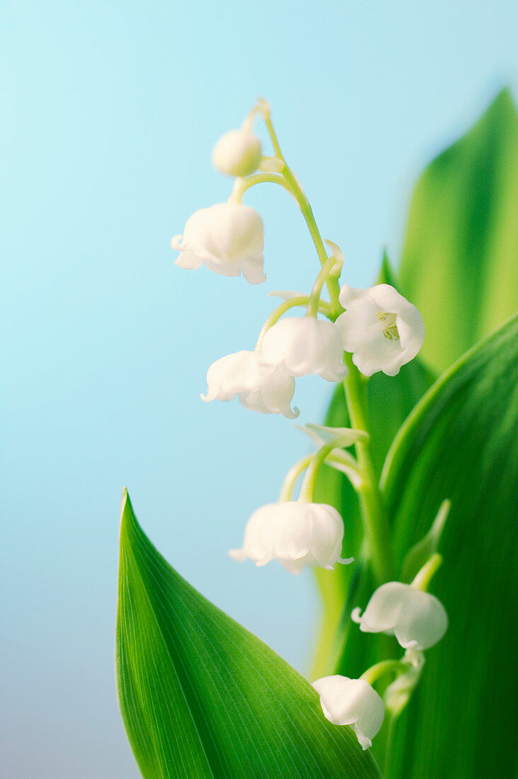 Lily of the Valley (Convallaria majalis)