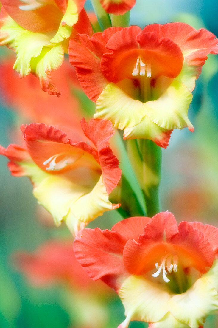 Butterfly gladiolus flowers