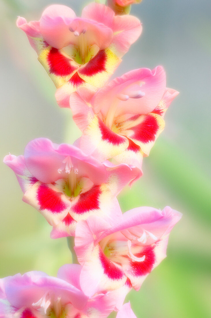 Butterfly gladiolus
