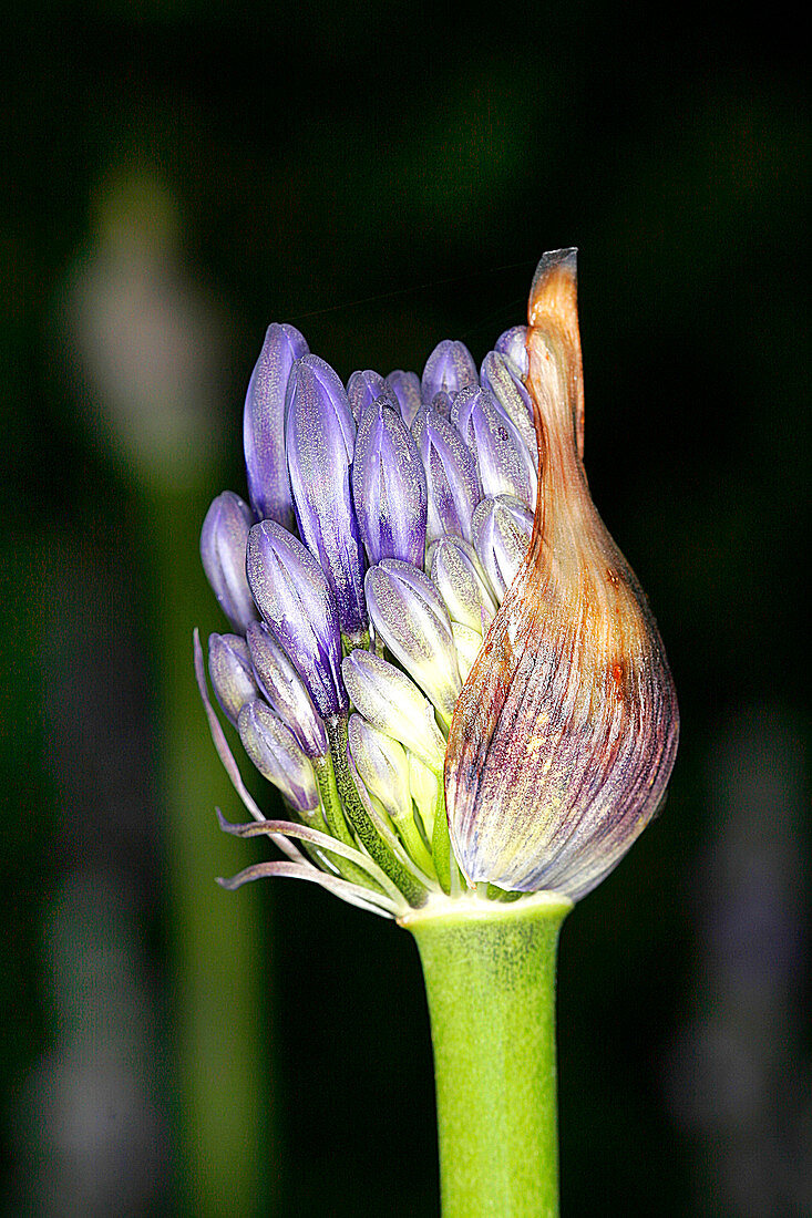 African blue lily (Agapanthus sp.)