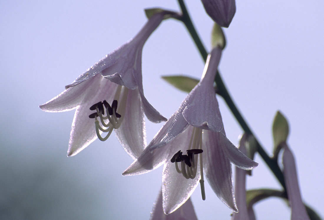 Plantain lily flowers (Hosta sp.)