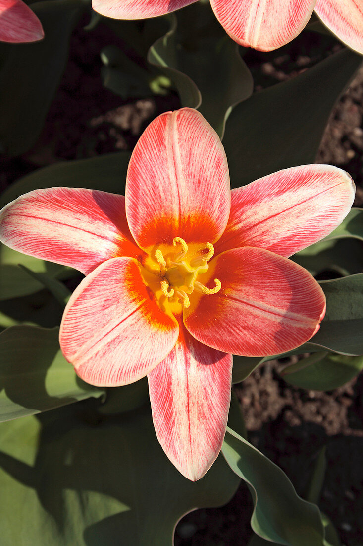 Tulip (Tulipa kauffmanniana 'Fashion')