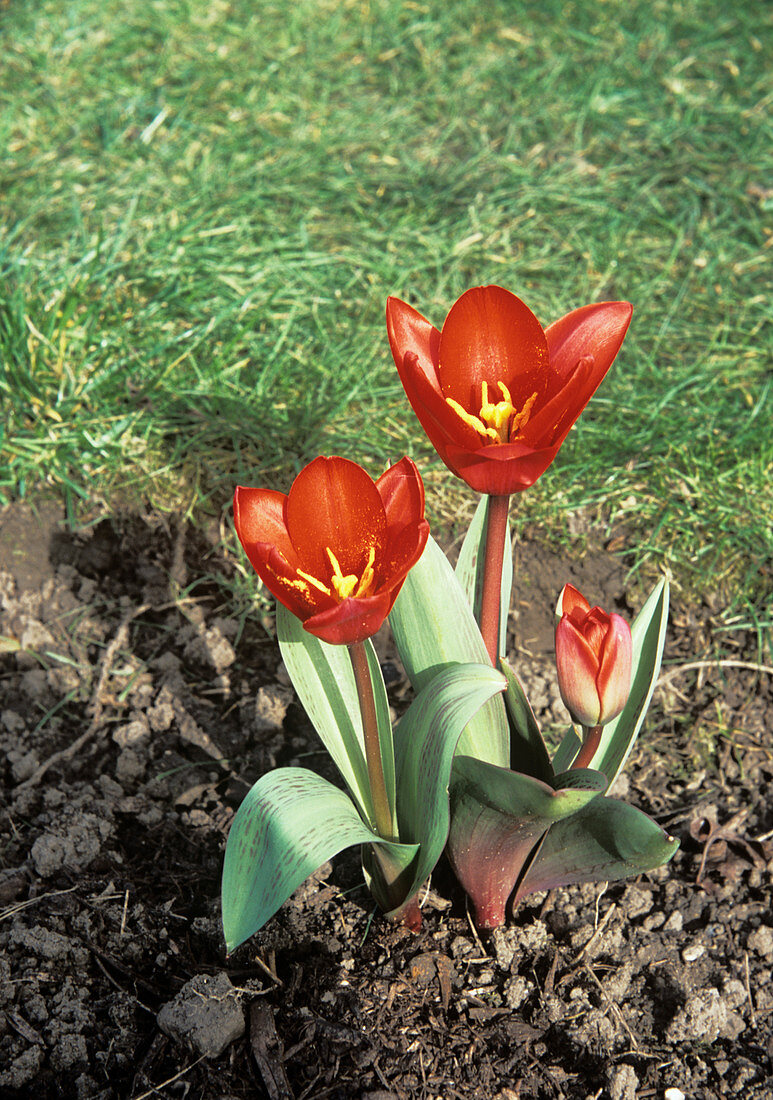 Tulip (Tulipa 'Showwinner')