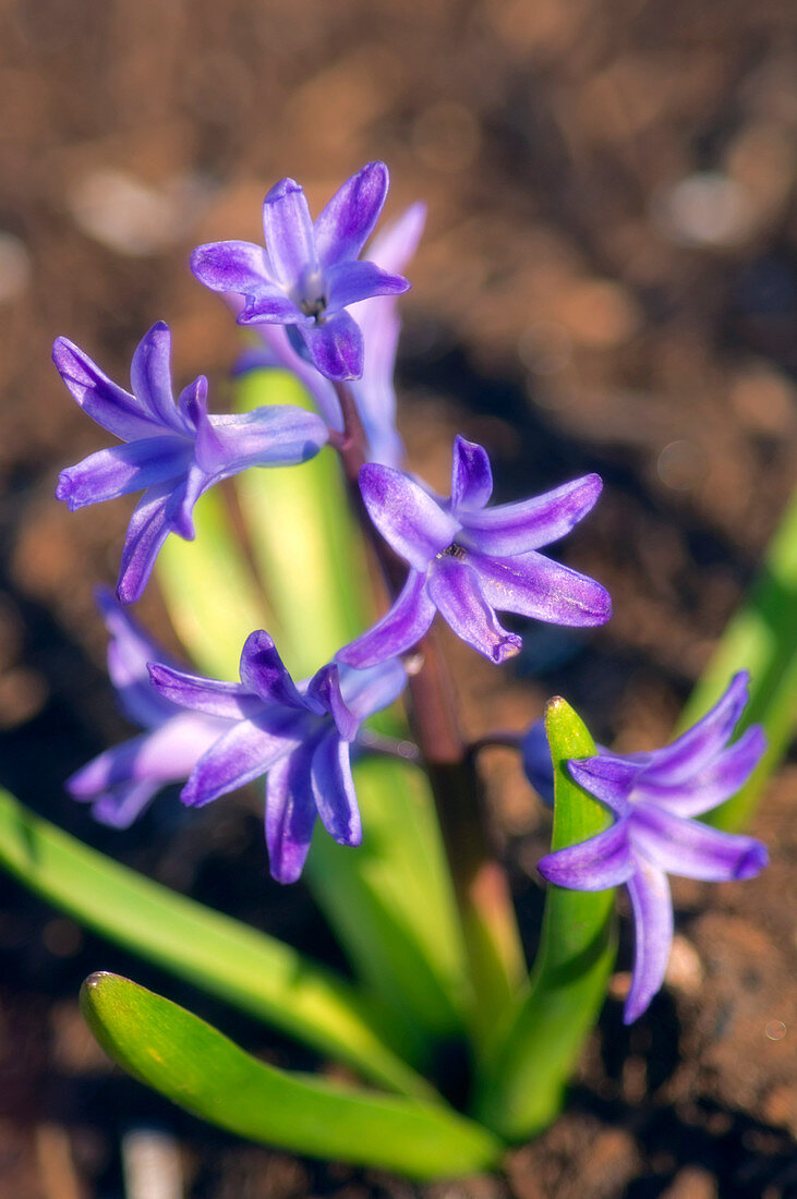 Hyacinth (Hyacinthus orientalis hybrid)