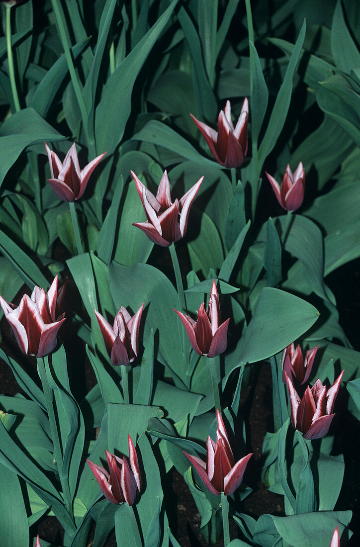 Tulip (Tulipa 'Rajka')