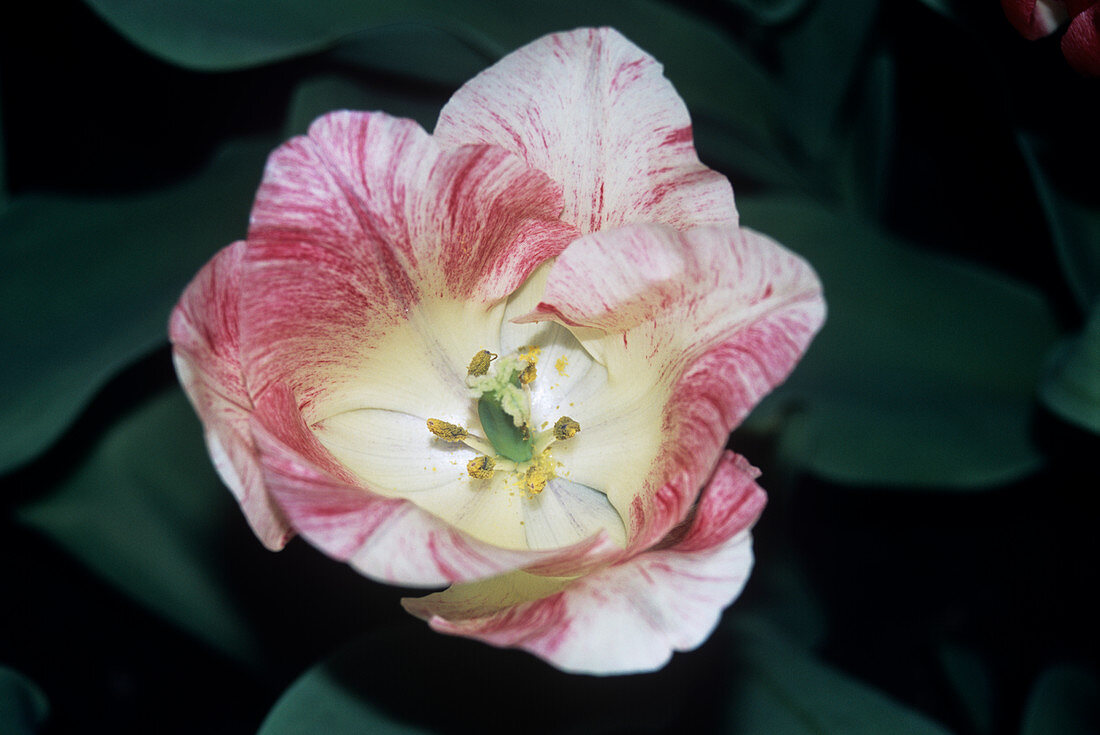 Tulip (Tulipa 'Hemisphere')