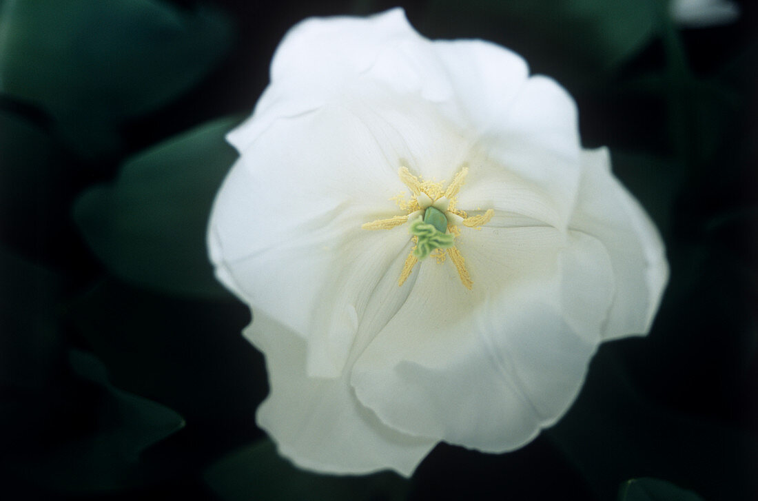 Tulip (Tulipa 'Snow Lady')
