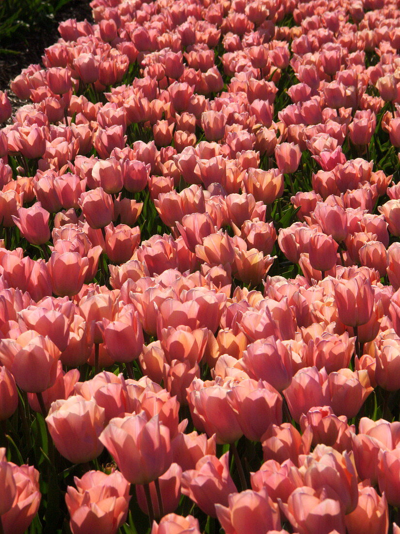Tulip (Tulipa 'Apricot Beauty')