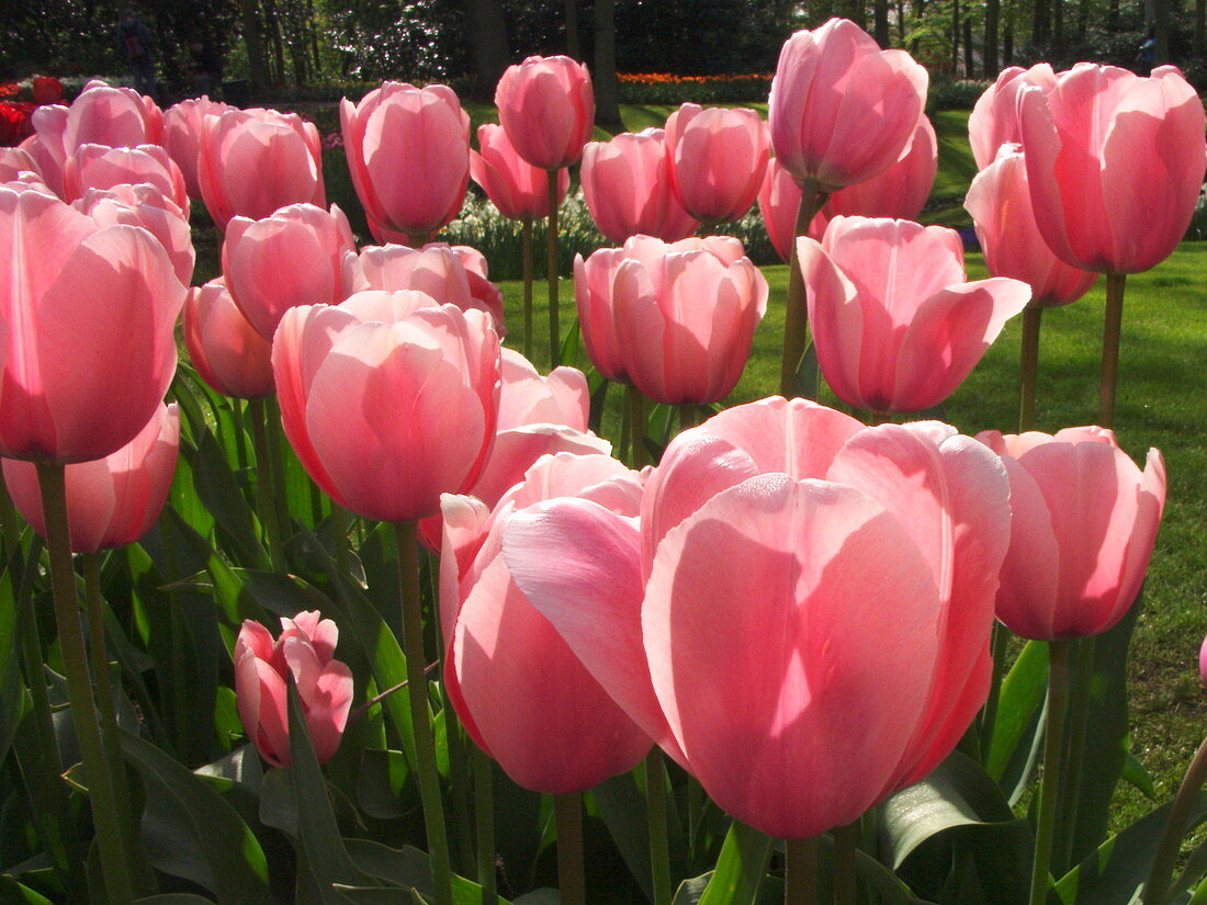 Tulip (Tulipa 'Salmon Impression')