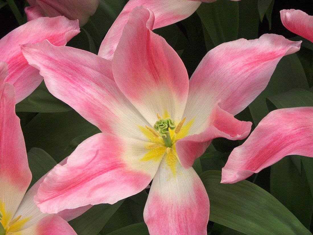 Tulip (Tulipa 'Holland Chic')