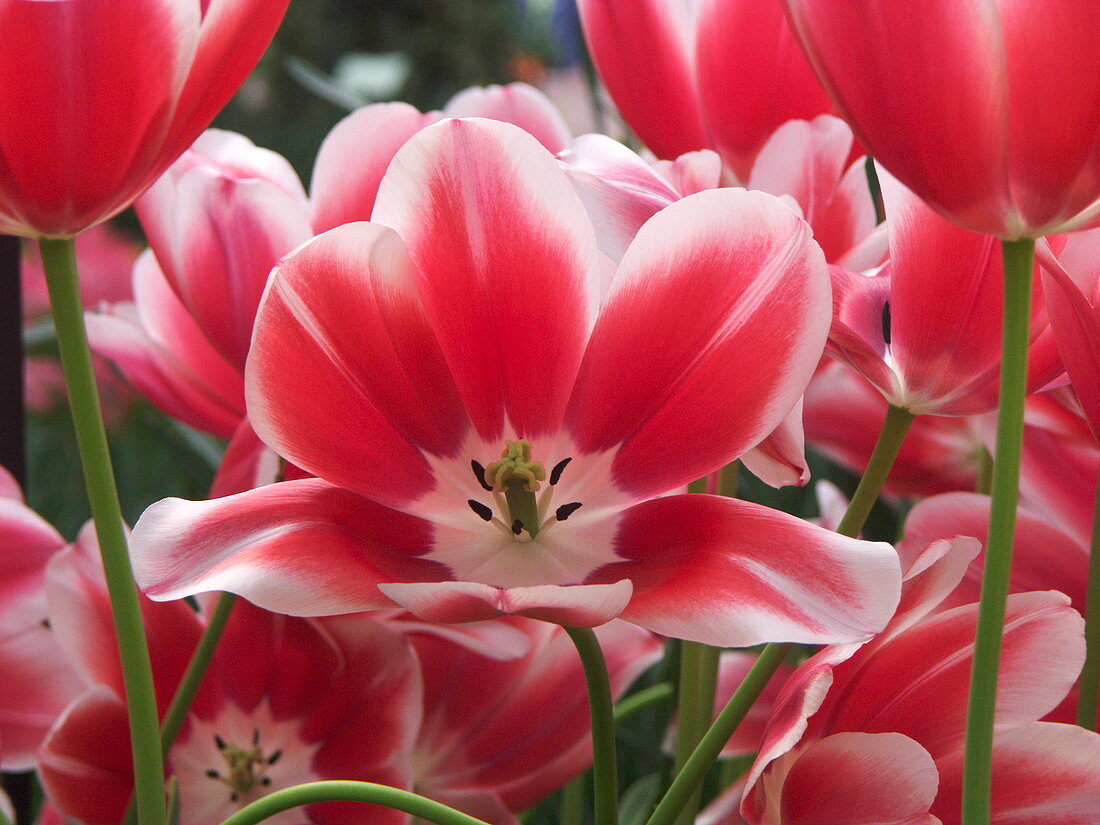 Tulip (Tulipa 'Toyota')