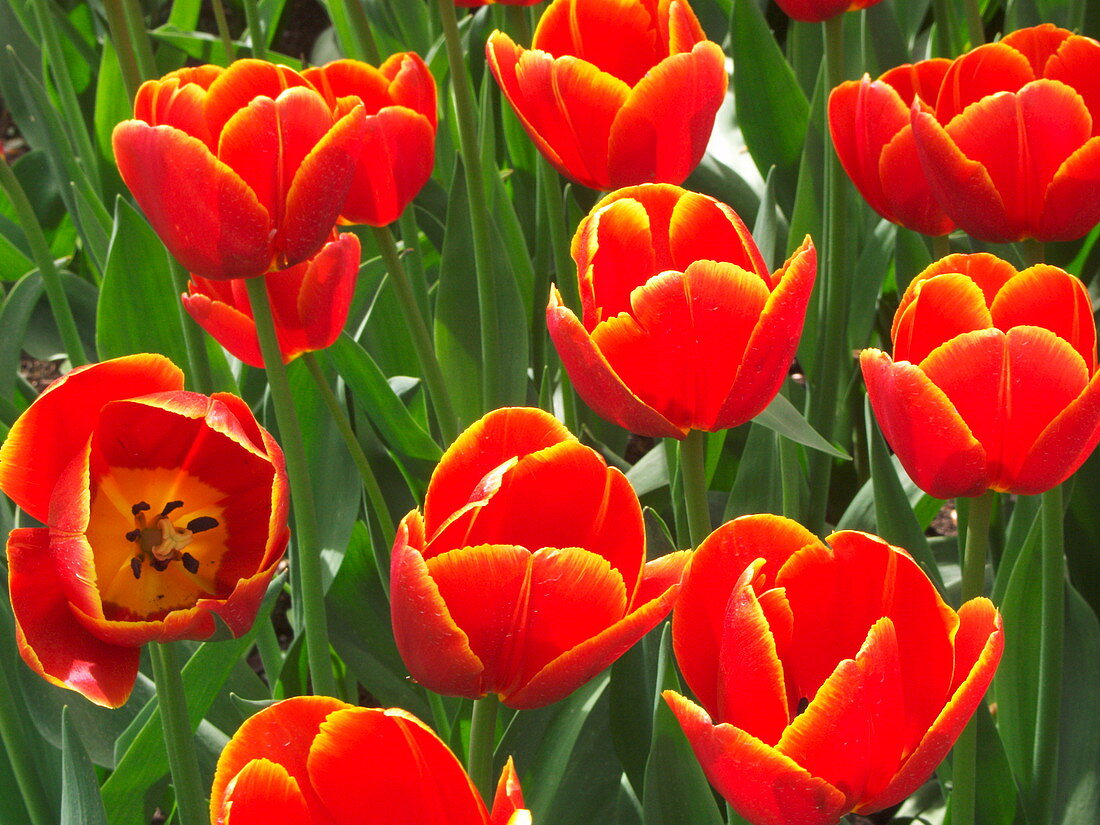 Tulip (Tulipa 'Verandi')