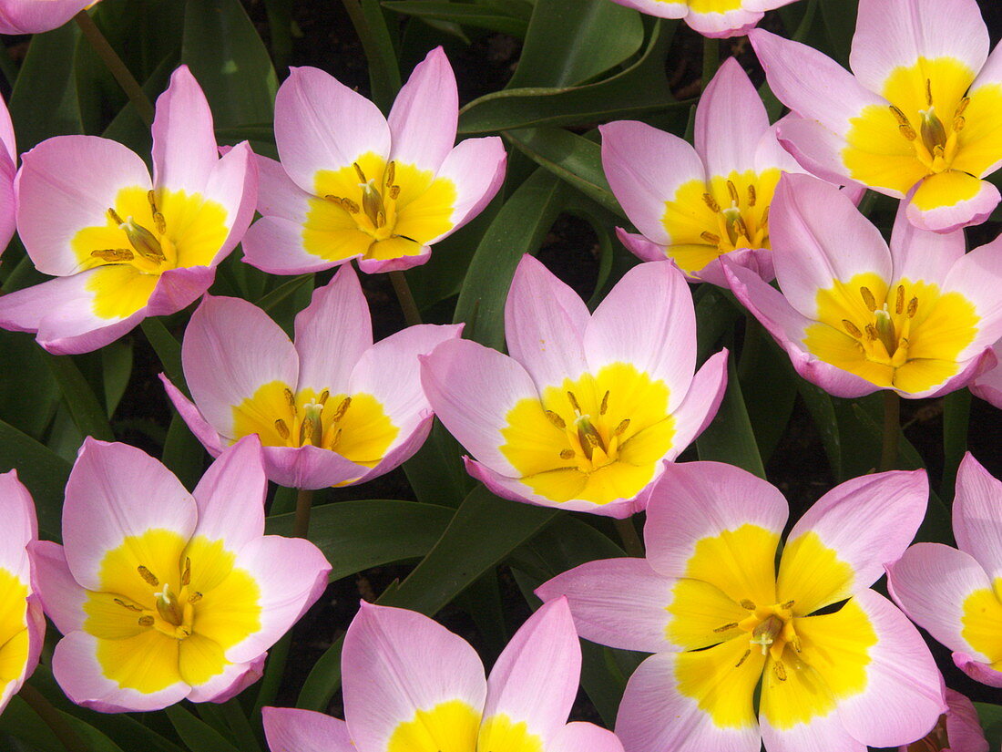 Tulip (Tulipa 'Lilac Wonder')