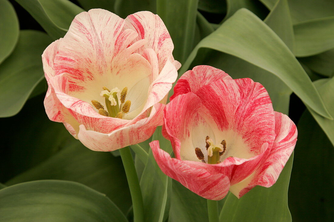 Tulip (Tulipa 'Hemisphere')