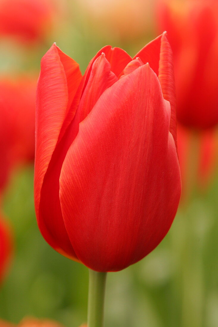 Tulip (Tulipa 'King's Blood')
