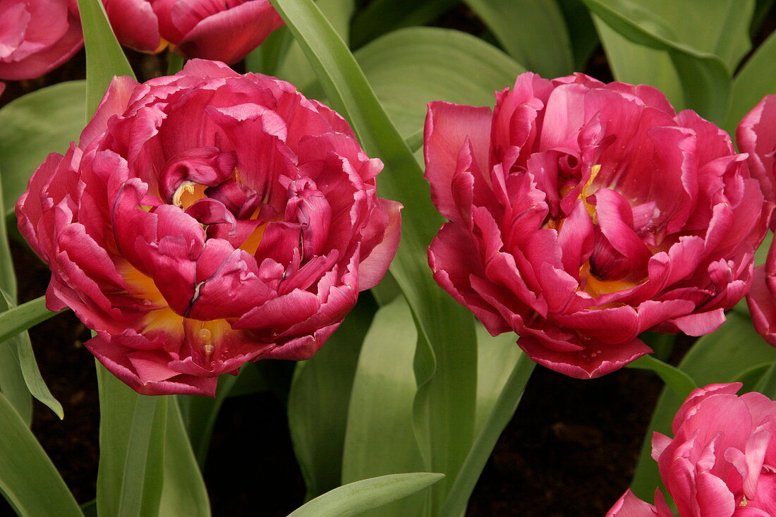 Tulip (Tulipa 'Double Dazzle')