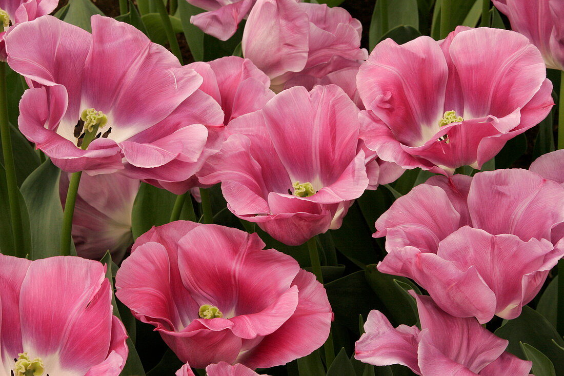 Tulip (Tulipa 'Frances Beemer')