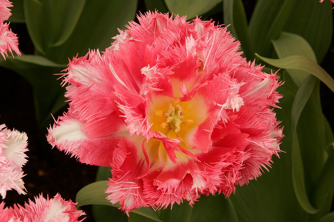 Tulip (Tulipa 'Cool Crystal')
