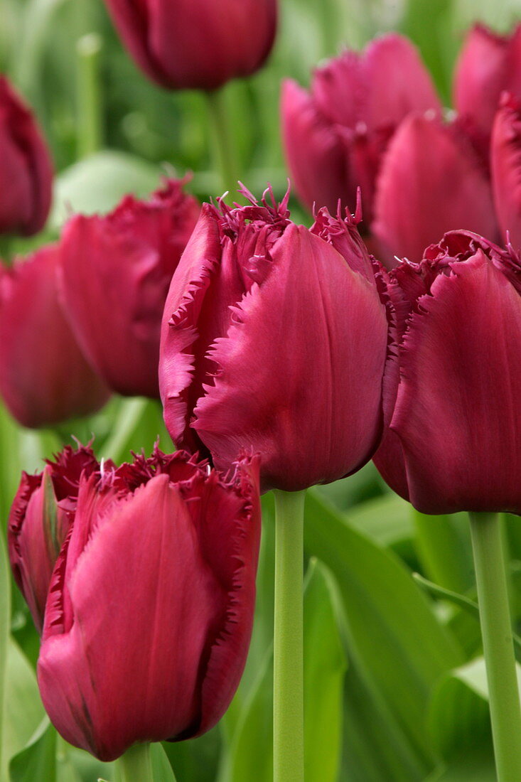 Tulip (Tulipa 'Curly Sue')
