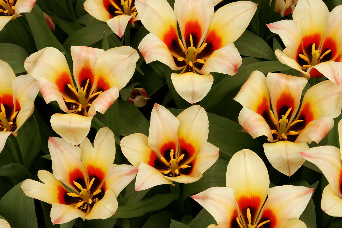 Tulip (Tulipa 'Queen Ingrid')