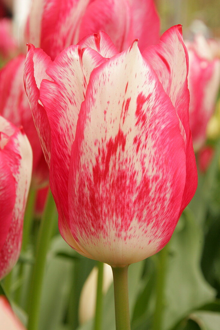 Tulip (Tulipa 'Moulin Rouge')