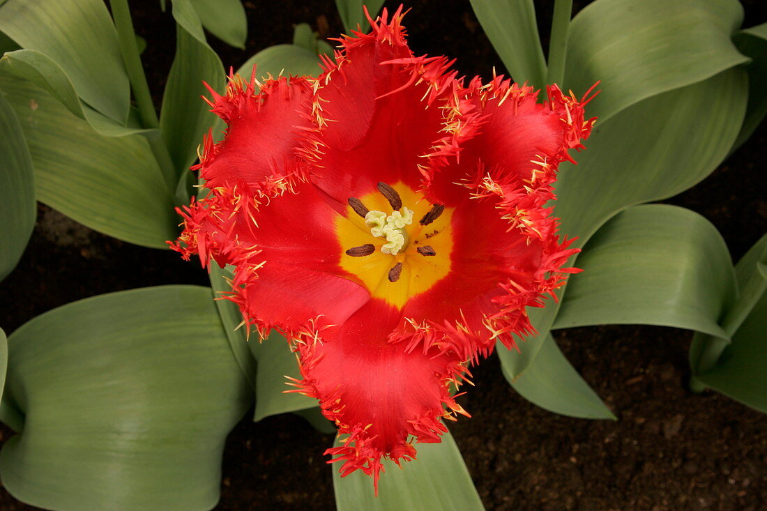 Tulip (Tulipa 'Valery Gergjen')