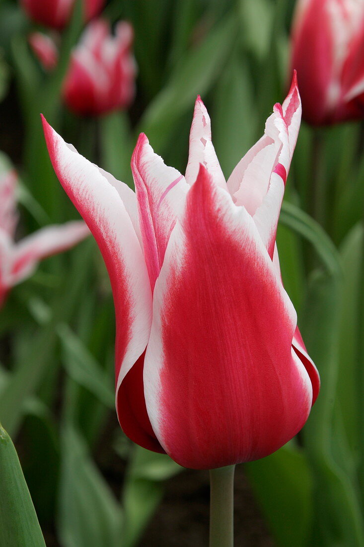 Tulip (Tulipa 'Akita')