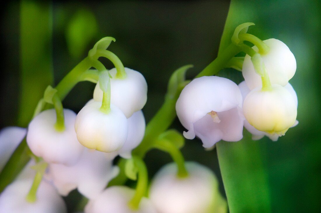 Lily of the valley (Convallaria majalis)