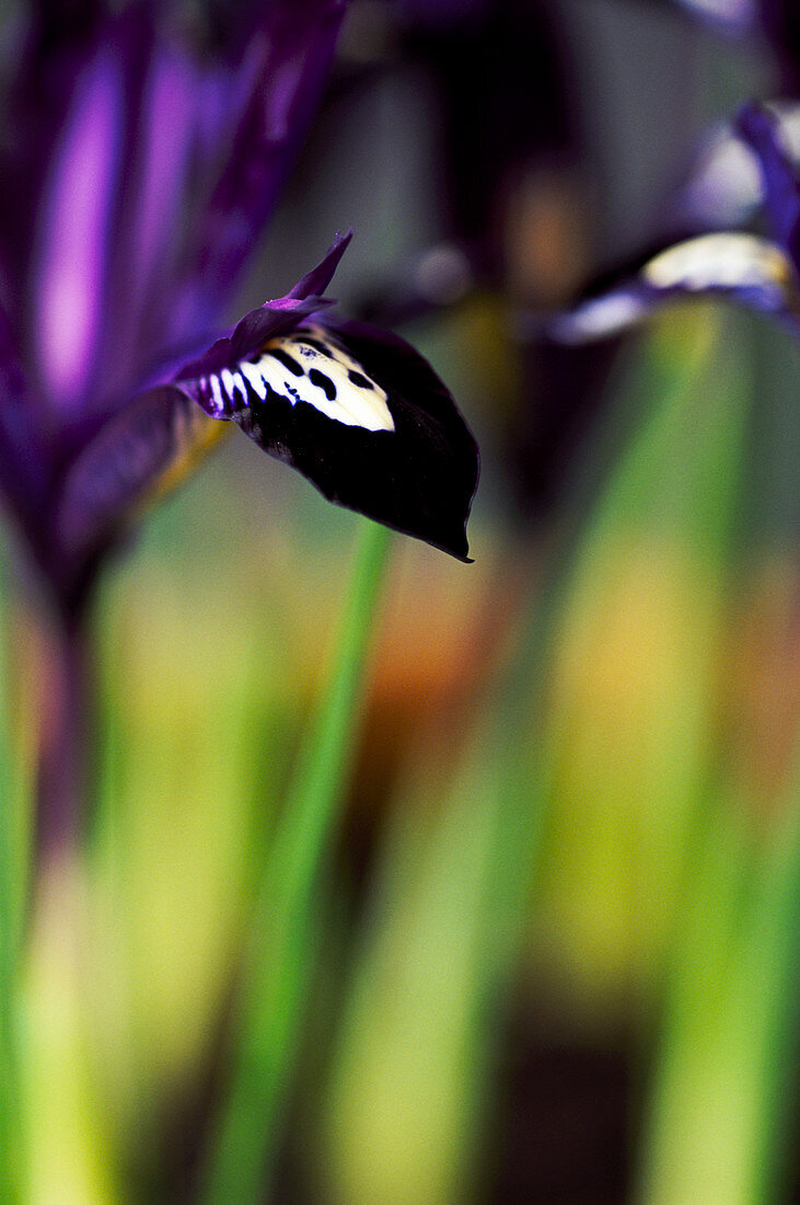 Iris (Iris reticulata 'Pauline')