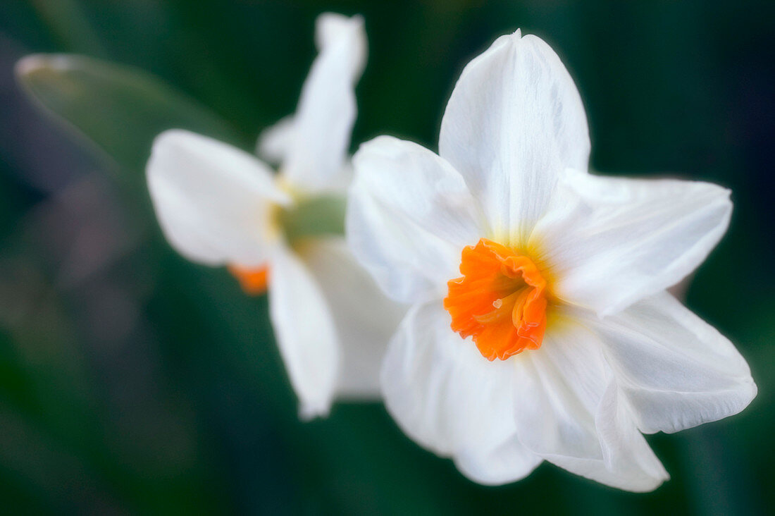 White daffodils (Narcissus sp.)