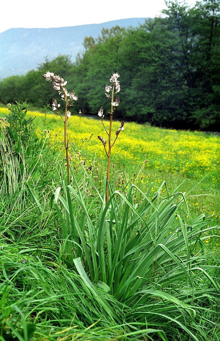 Asphodel (Asphodelus microcarpus)