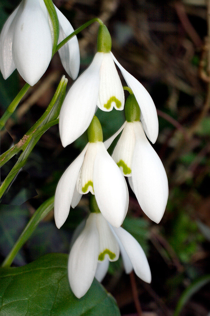 Common snowdrops (Galanthus nivalis)