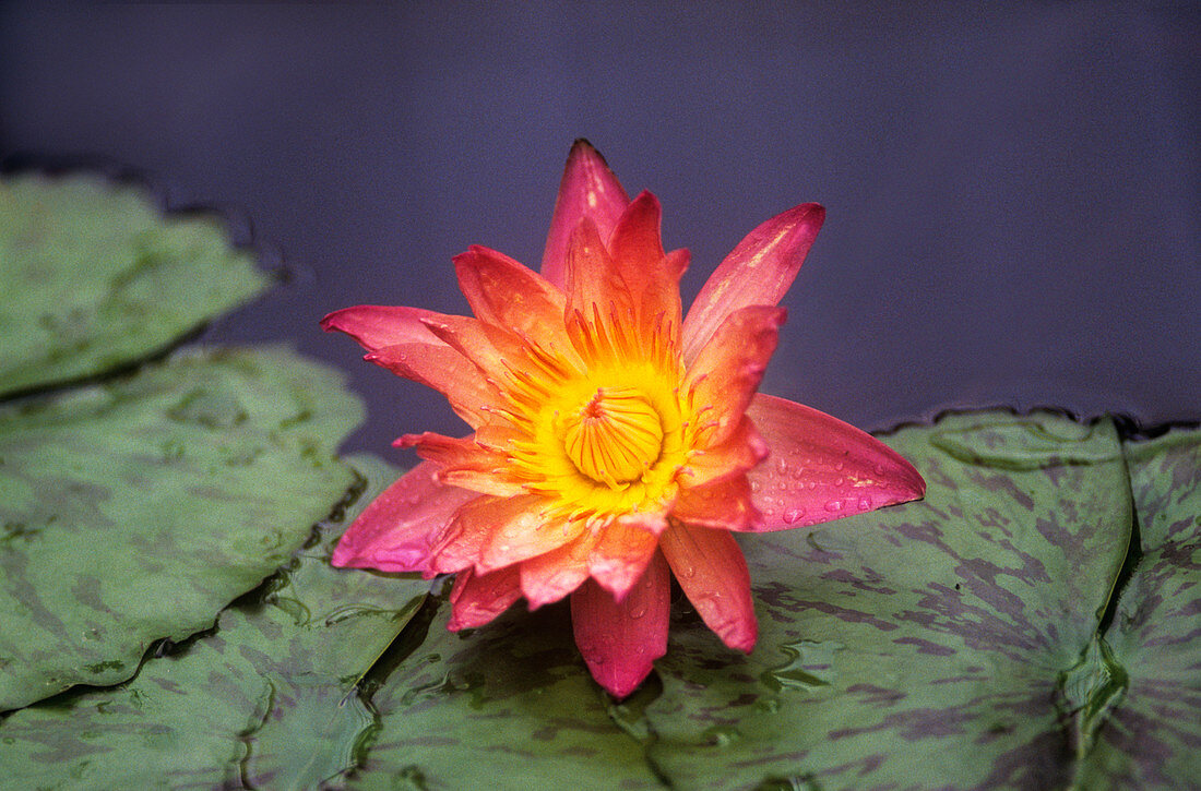 Water lily (Nymphaea 'Albert Greenberg')