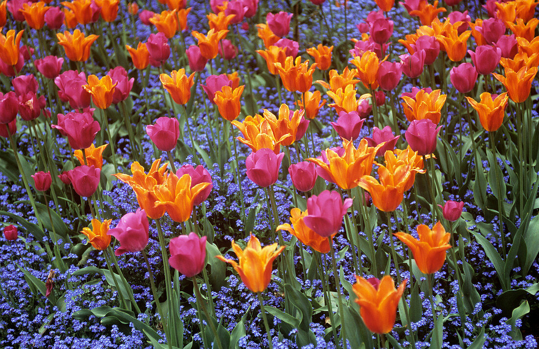Tulips (Tulipa 'Ballerina')