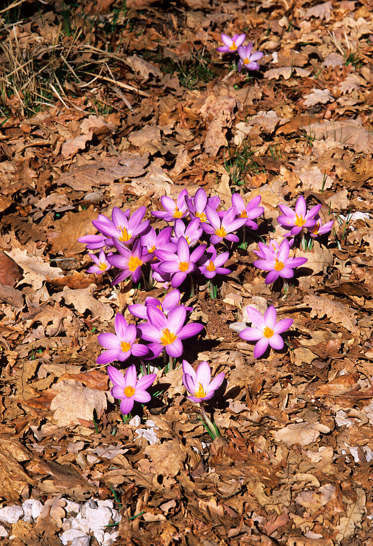 Crocus neapolitanus