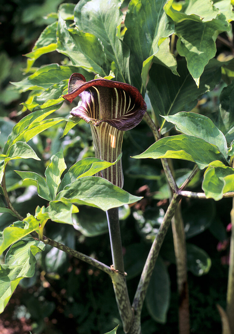 Jack-in-the-pulpit (Arisaema takedae)