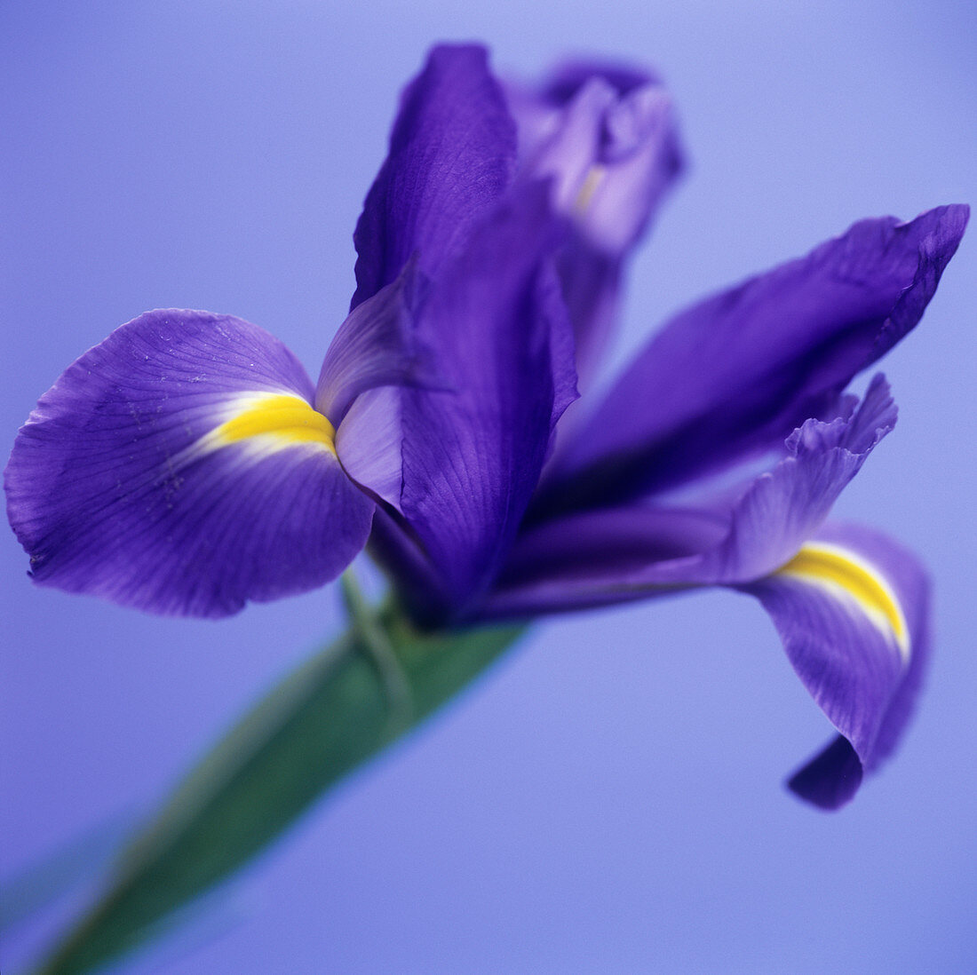 Iris flower (Iris sp.)