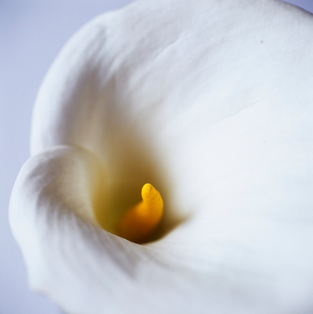 Calla lily (Zantedeschia sp.)