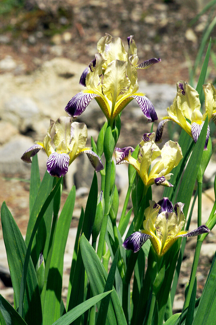 Hungarian iris (Iris variegata)