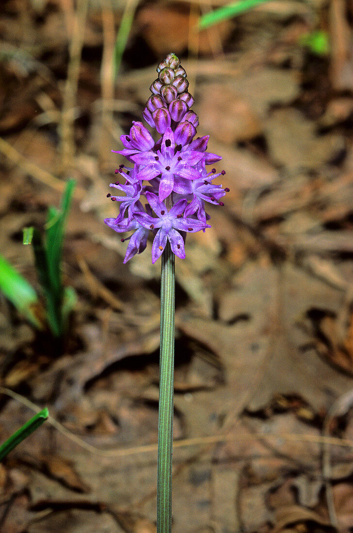 Autumn squill (Scilla autumnalis)