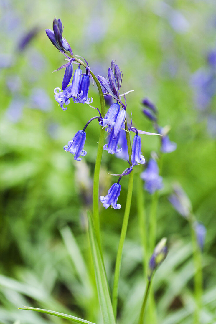 Bluebell (Hyacinthoides non-scripta)