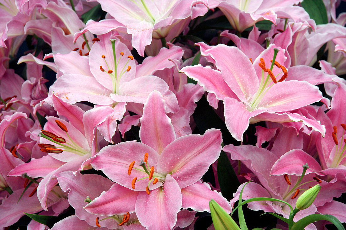 Oriental lily (Lilium 'Justina')