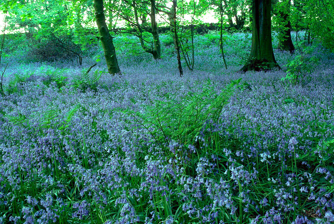 Bluebells in oak woodland