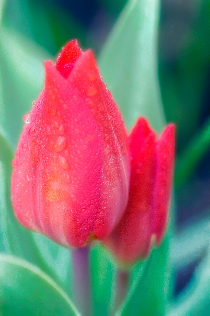 Tulips (Tulipa hybrid)