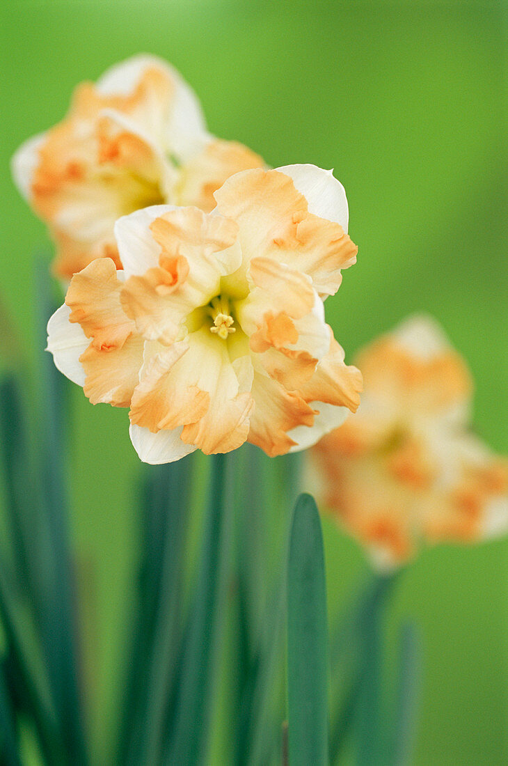 Daffodil (Narcissus 'Cum Laude')